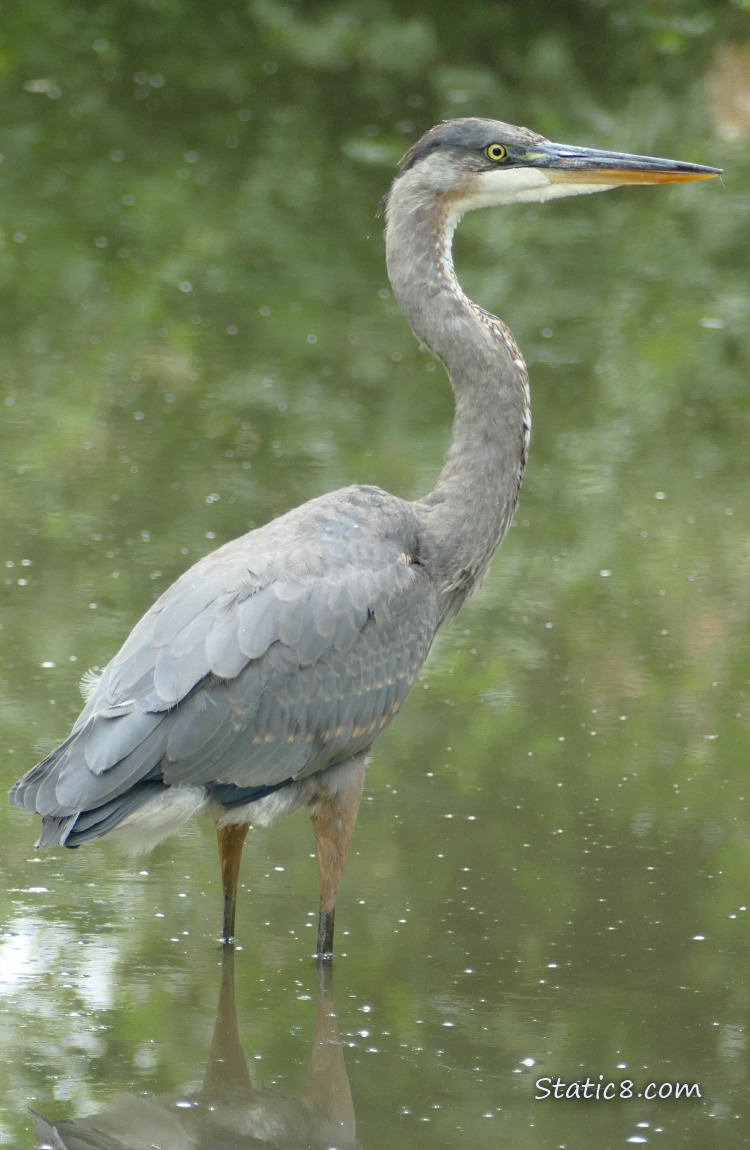 Great Blue Heron standing in shallow water