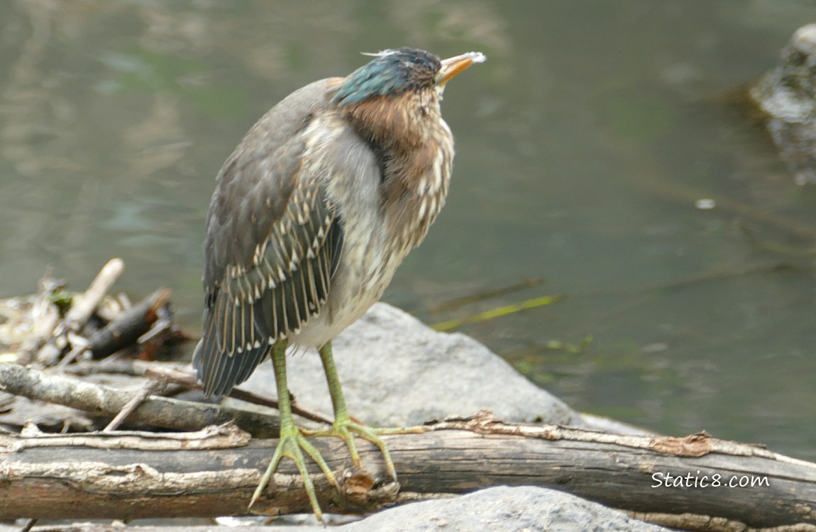 Green Heron stnading on a branch in the water, looking back