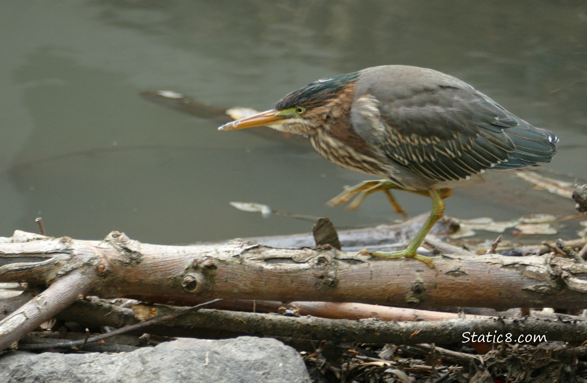 Green Heron walks along a branch in the water