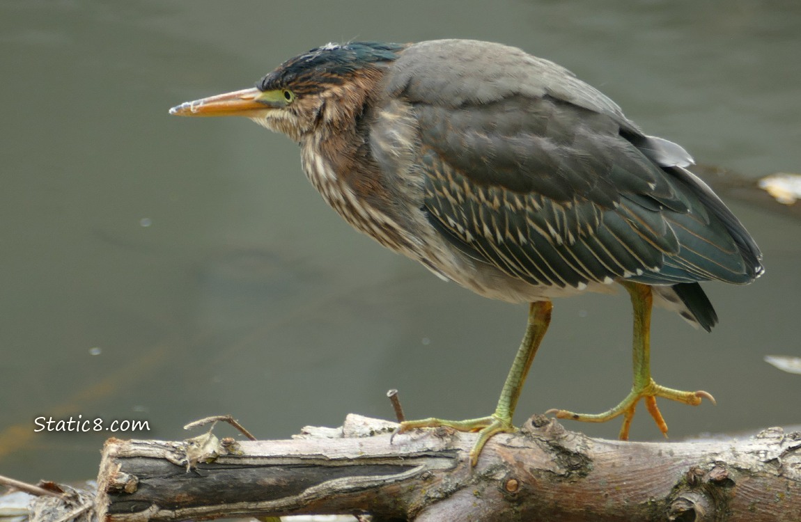 Green Heron walking along a branch in the water