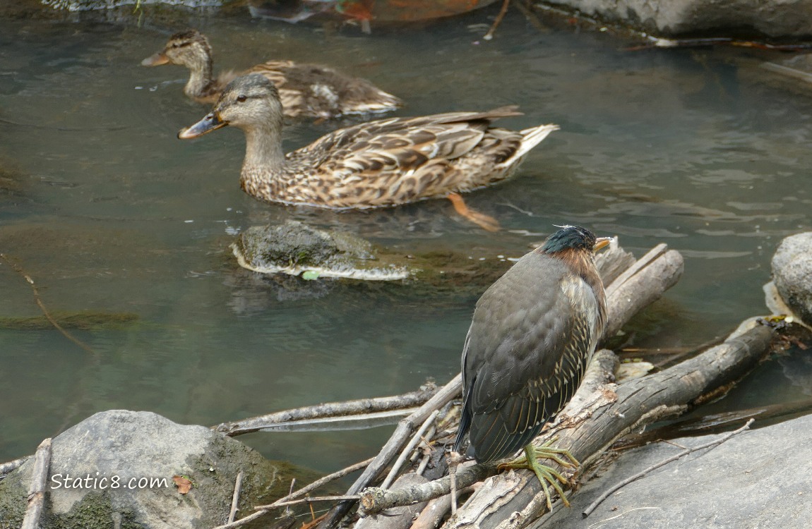 Green Heron watching ducks go by