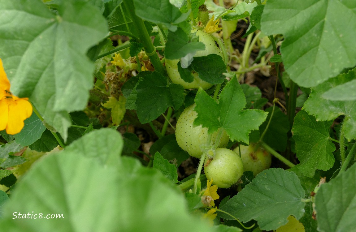 Lemon Cucumber fruits going amongst green leaves