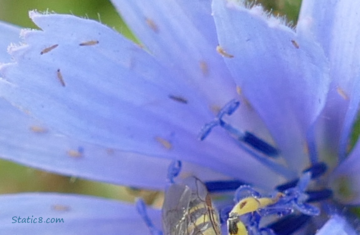 Tiny worms on a Chicory petal