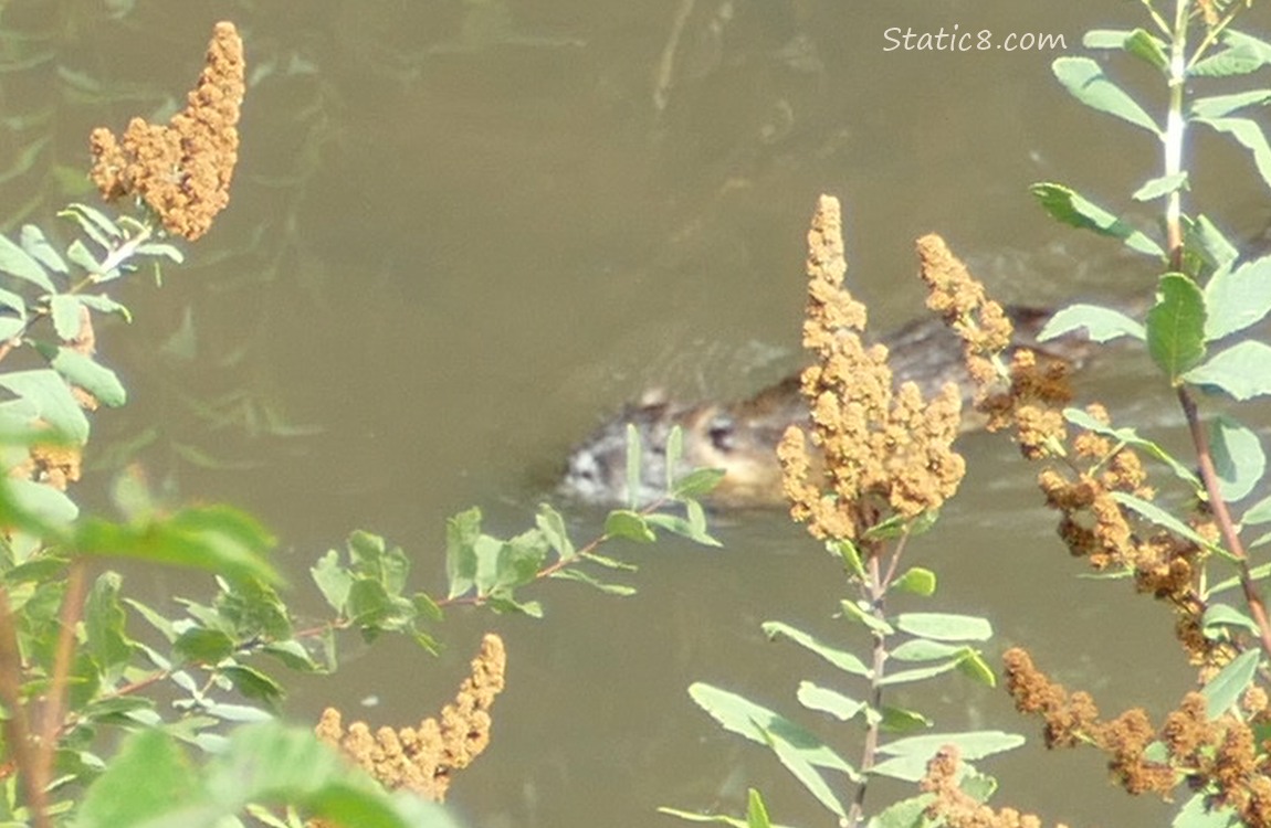 Blurry Nutria swimming in water past spent Hardhack blooms