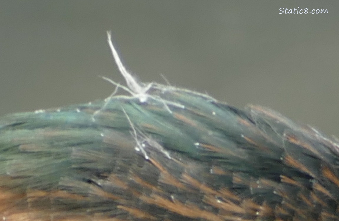 Close up of a Nymph on the Green Herons head