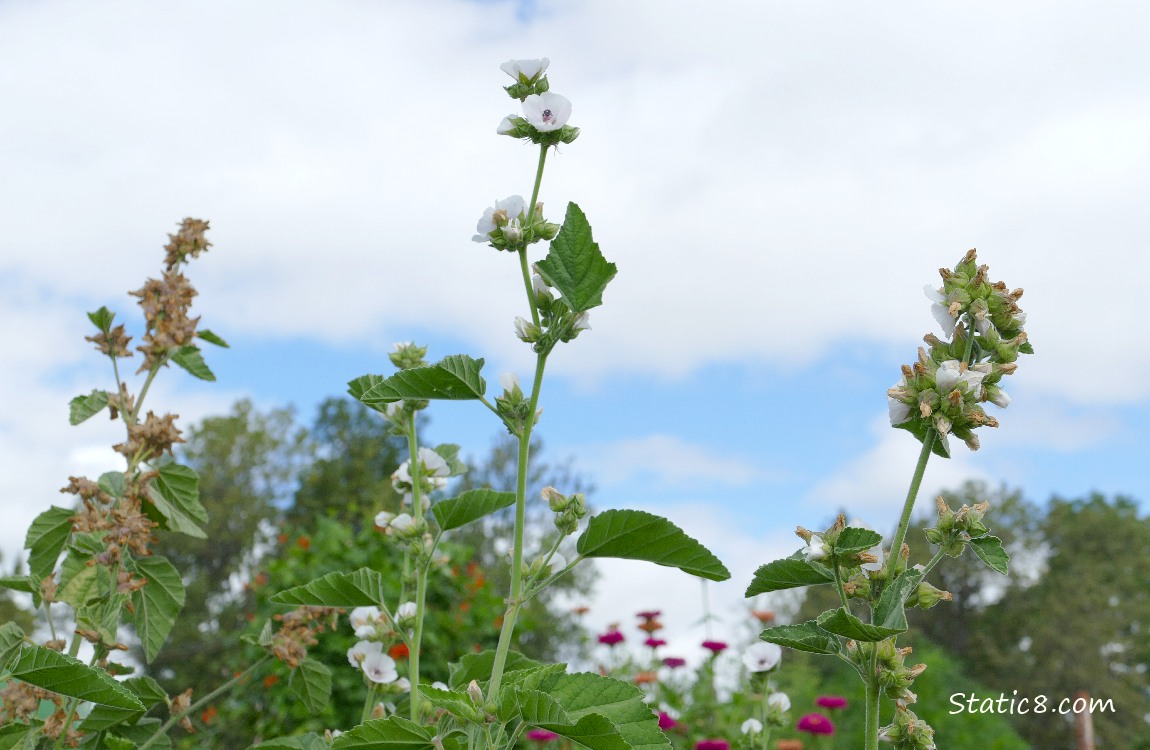Looking up at some Tree Mallow blooms with a grey cloud behind