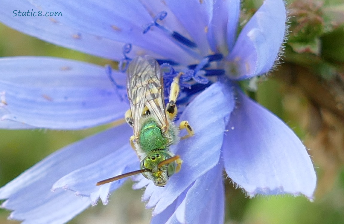 Green Bee standing on a Chicory bloom
