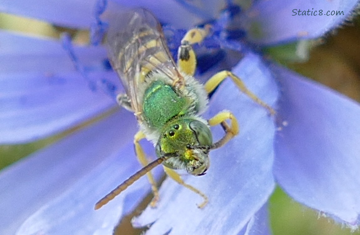 Green Bee standing on a Chicory bloom