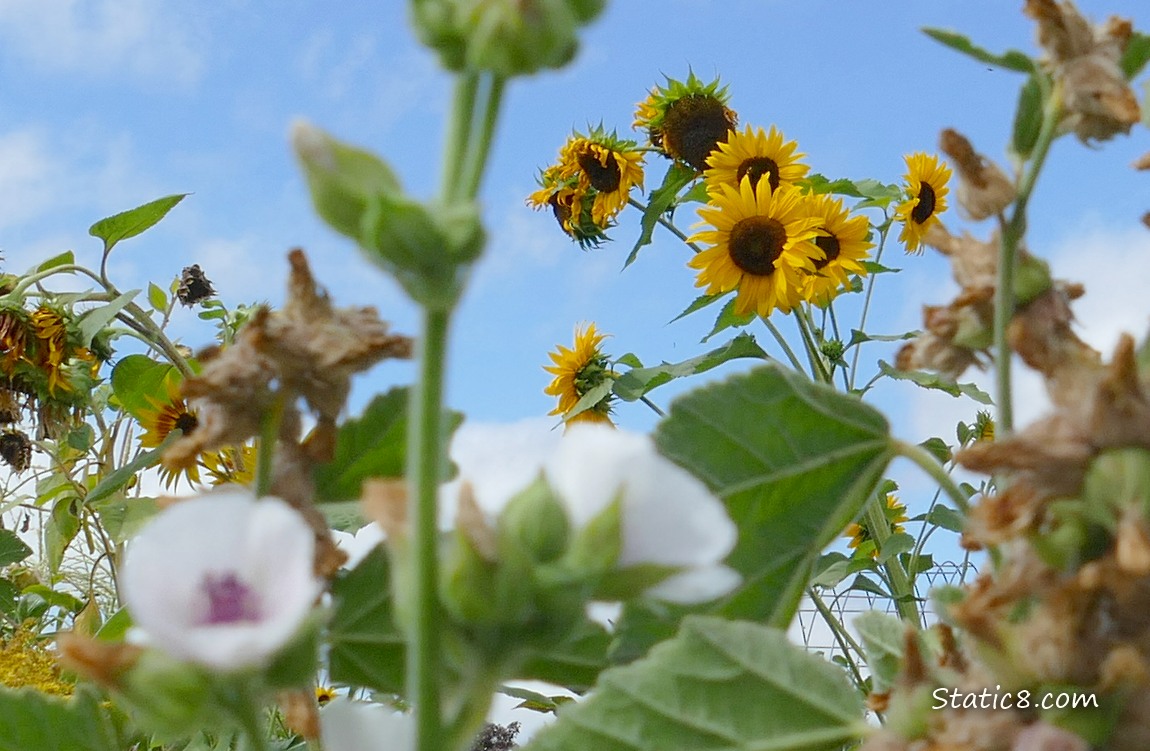 Sunflower blooms and blue sky