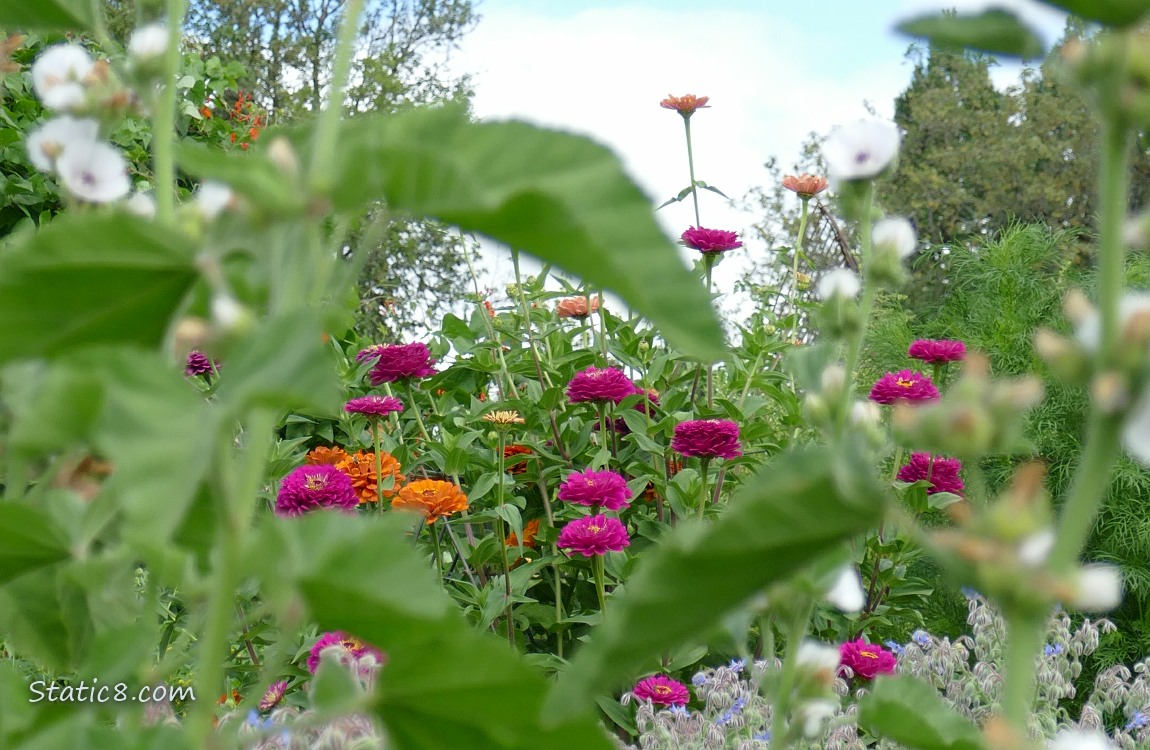 Zinnia blooms of different colours