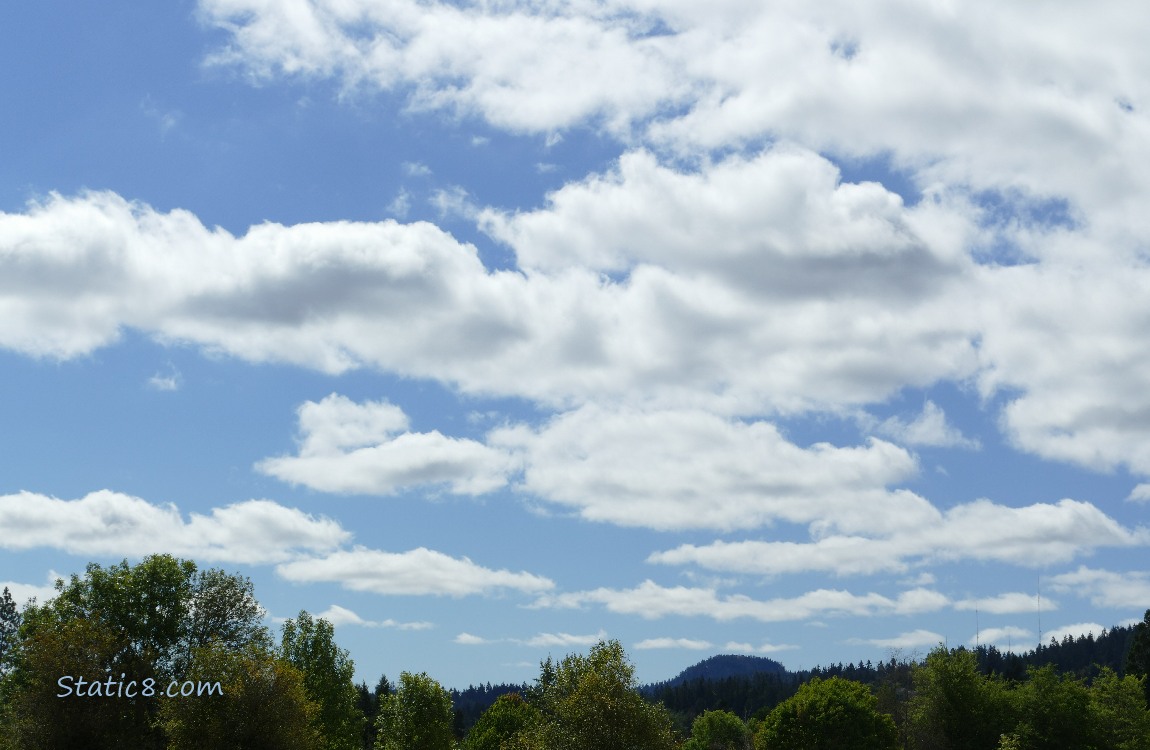 Fluffy white clouds in a blue sky, silhouettes of the tops of the trees at the bottom