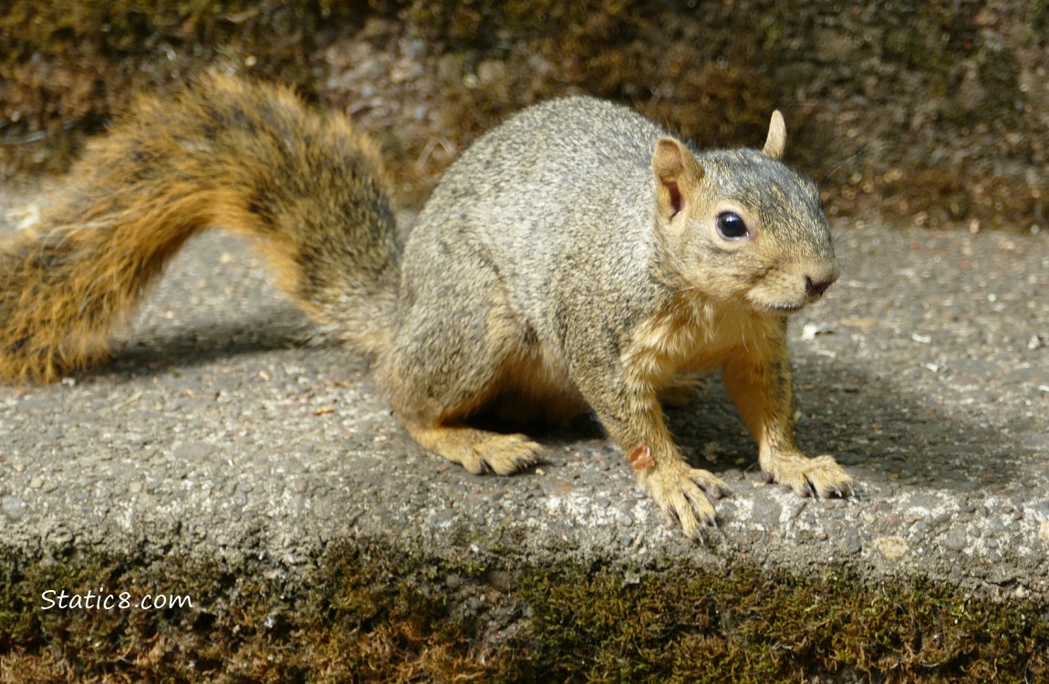 Squirrel standing on sidewalk step