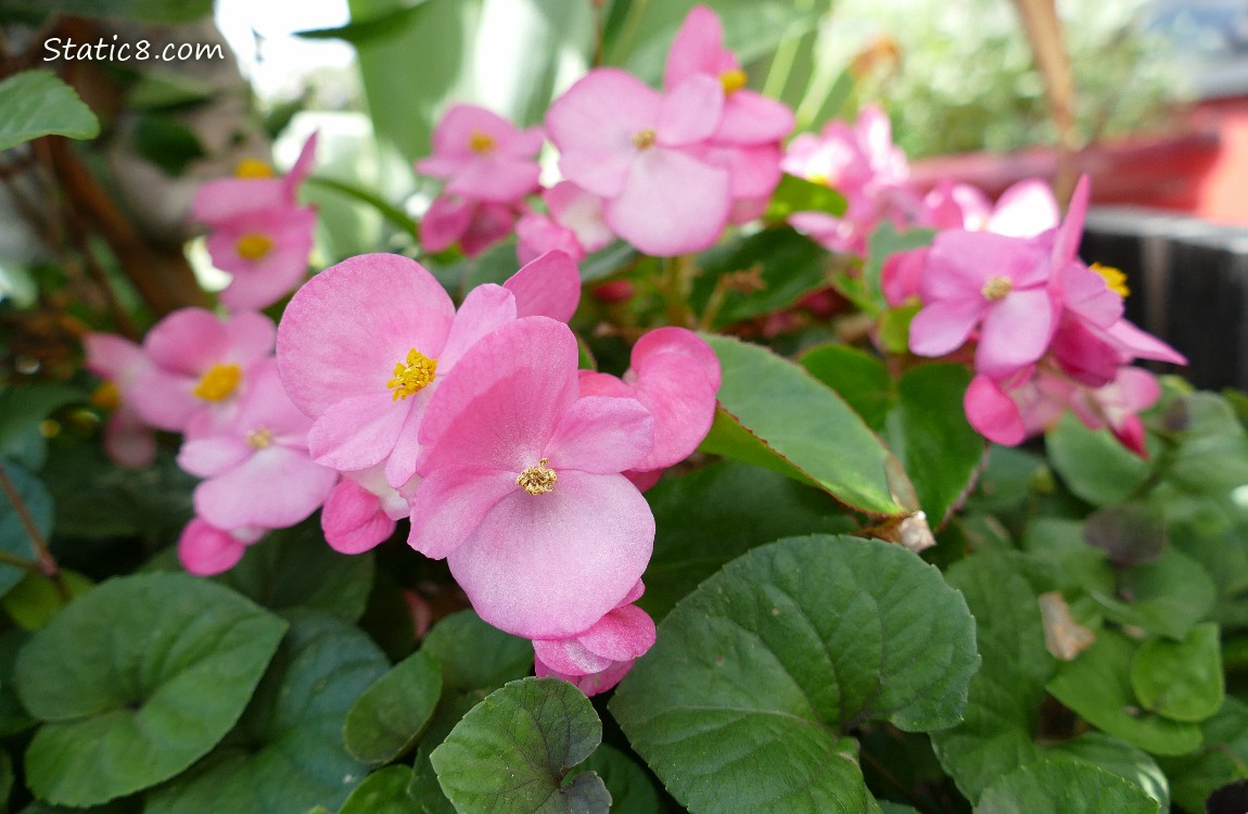 Pink Impatien blooms with green leaves