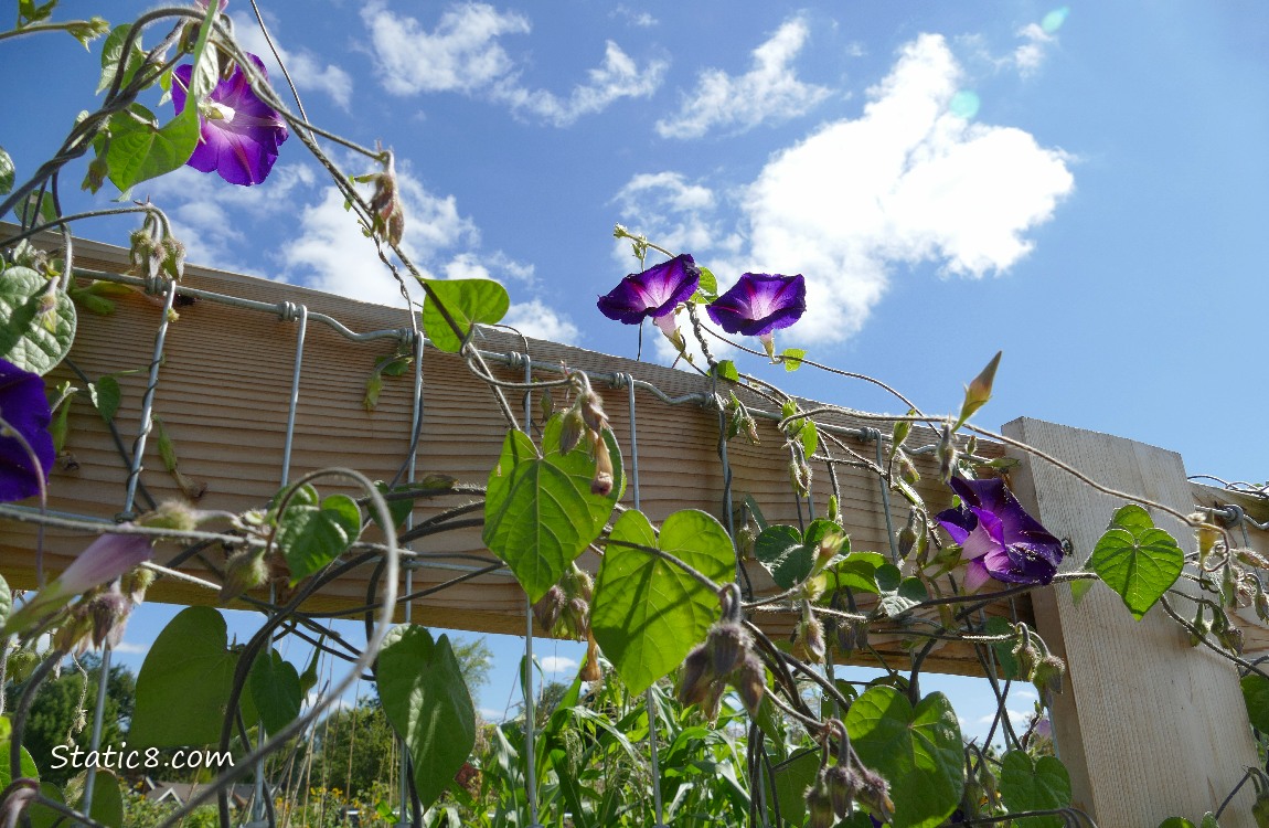 Purple Morning Glory blooms and leaves growing on a wood and wire fence, blue sky above with white clouds