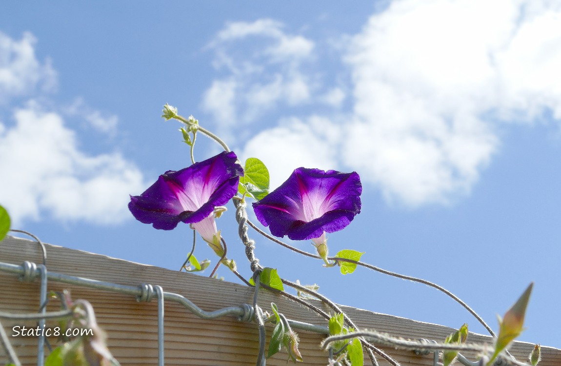 Close up of Purple Morning Glory blooms and leaves growing on a wood and wire fence, blue sky above with white clouds