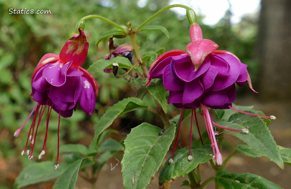 Pink and purple Fuchsia blooms with green leaves