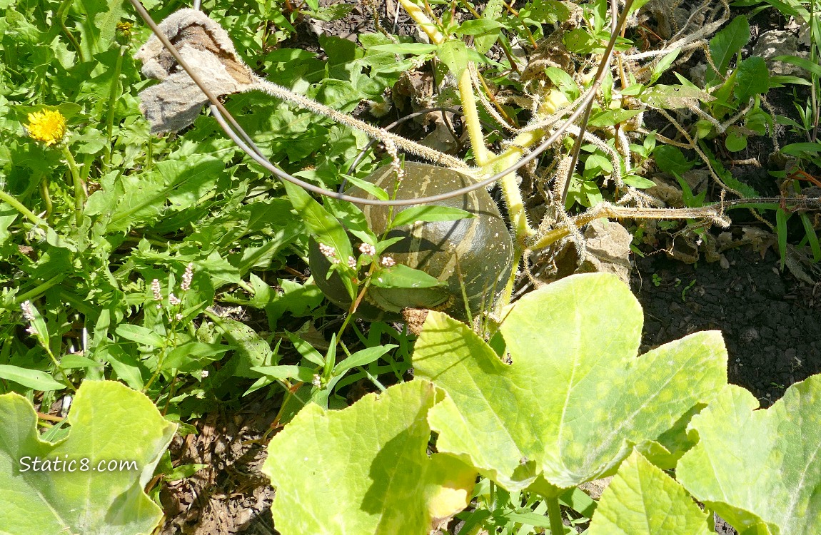 Buttercup Squash fruit on the vine, surrounded by other plants