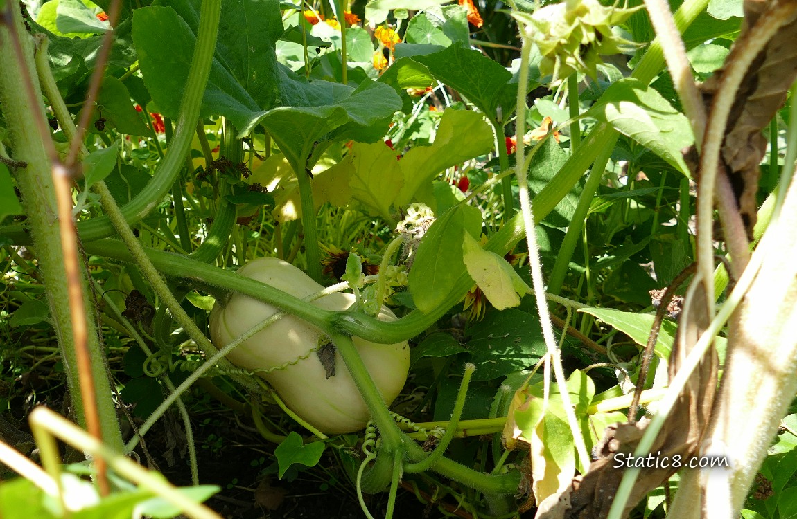Butternut squash ripening on the vine, among other plants