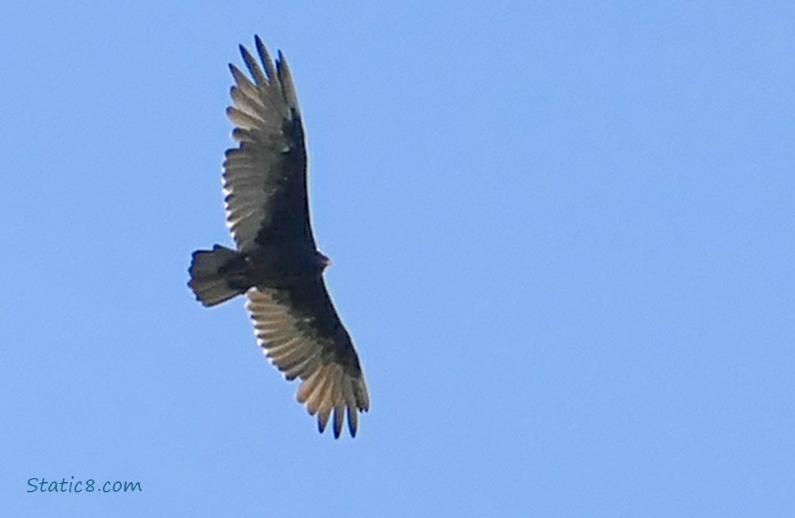 Turkey Vulture flying in the blue sky