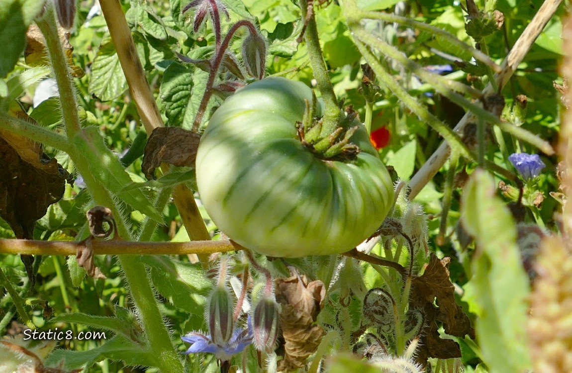 Green Tomato ripening on the vine
