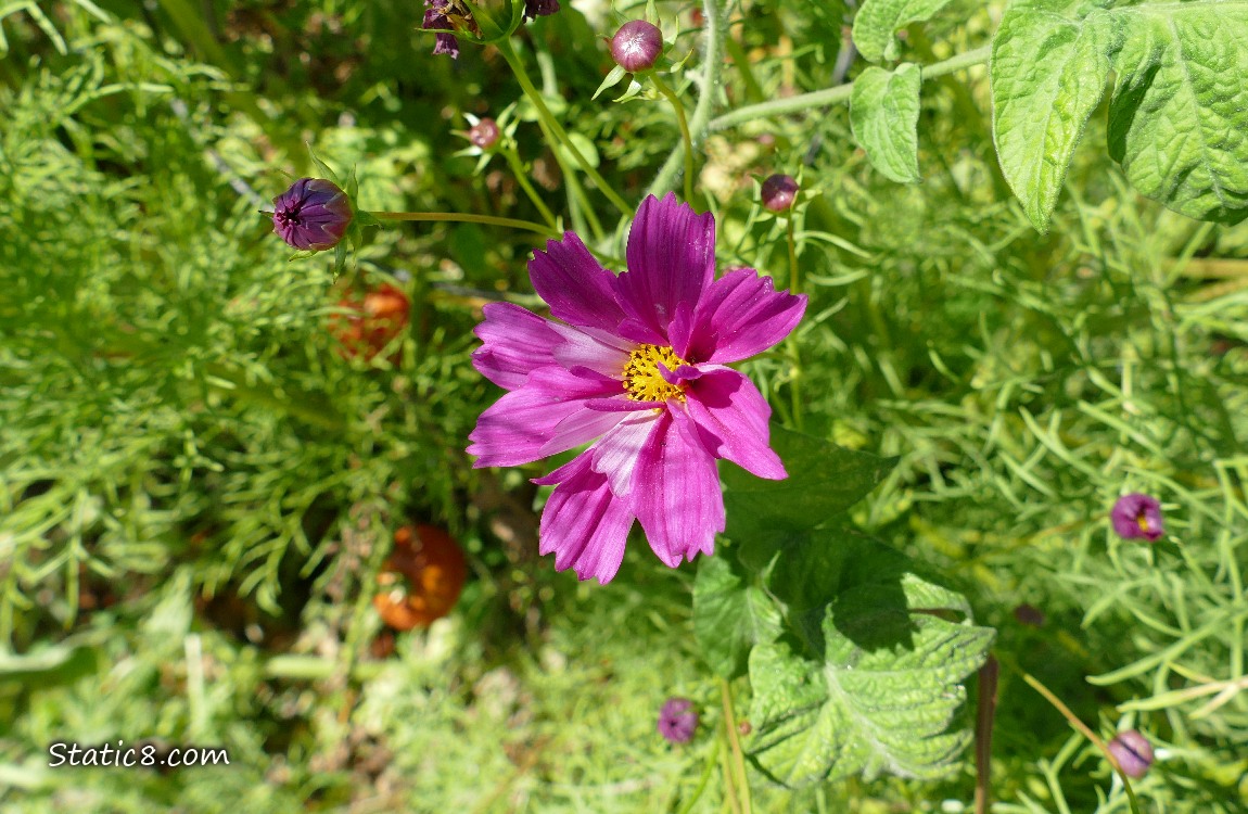 Dark pink Cosmos bloom with two red tomatoes in the background