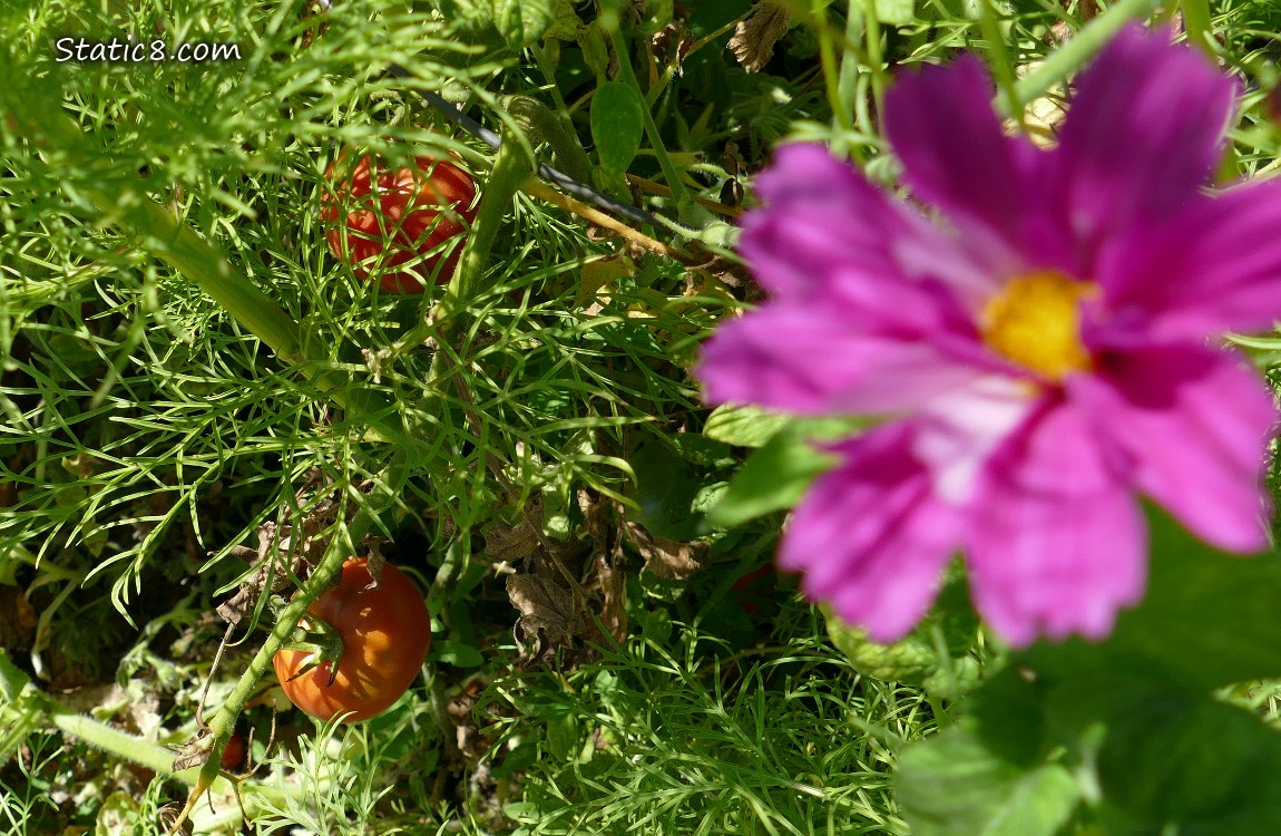Red tomatoes past the Cosmos bloom and leaves