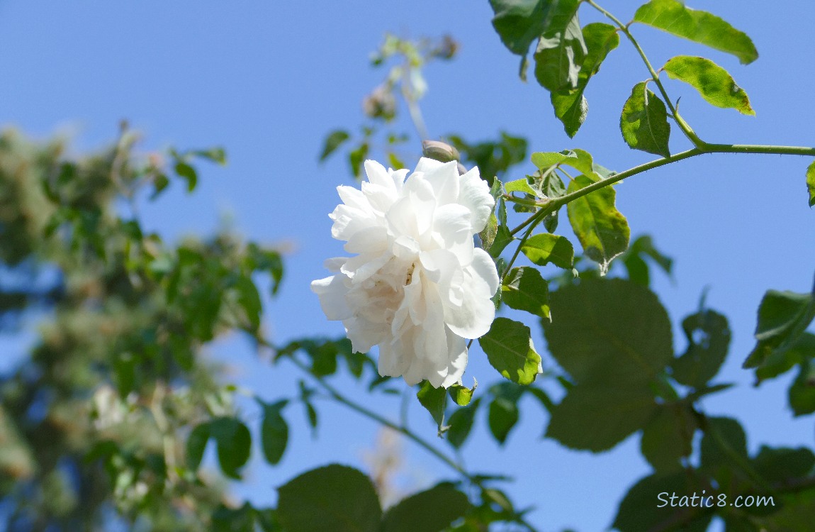 White rose surrounded by the silhouette of leaves with blue sky