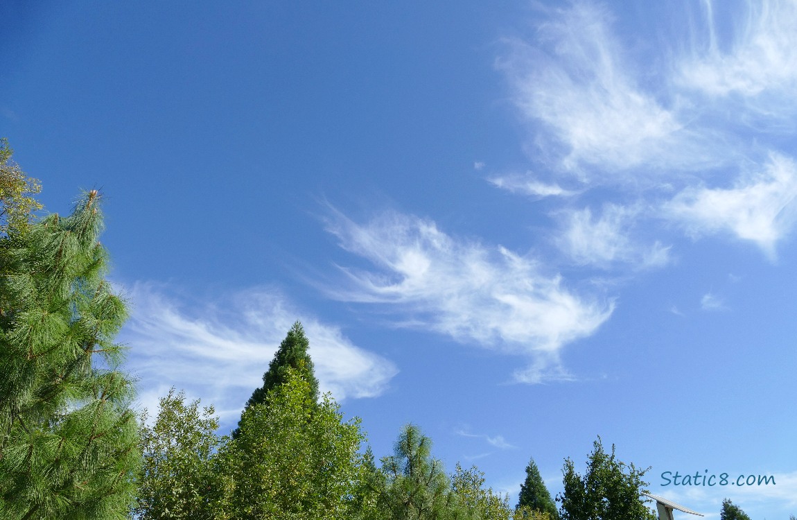 Wispy cirrus clouds in a blue sky over pine trees