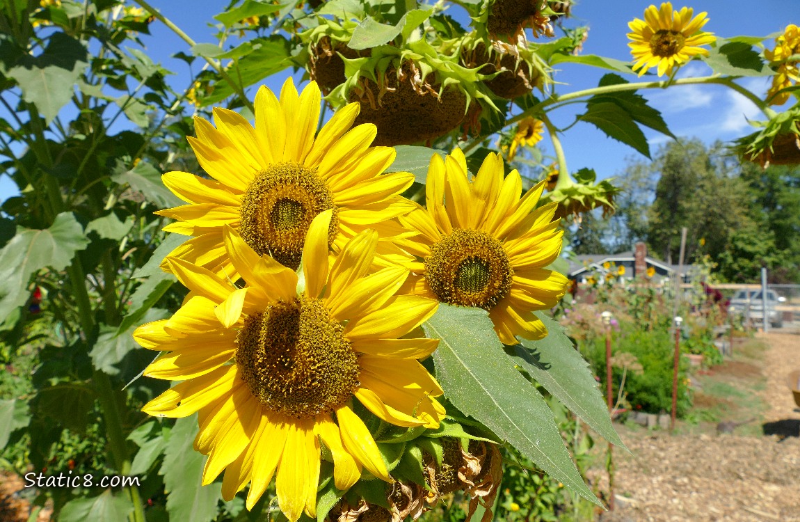 Sunflower plants blooming next to a wood chip pathway