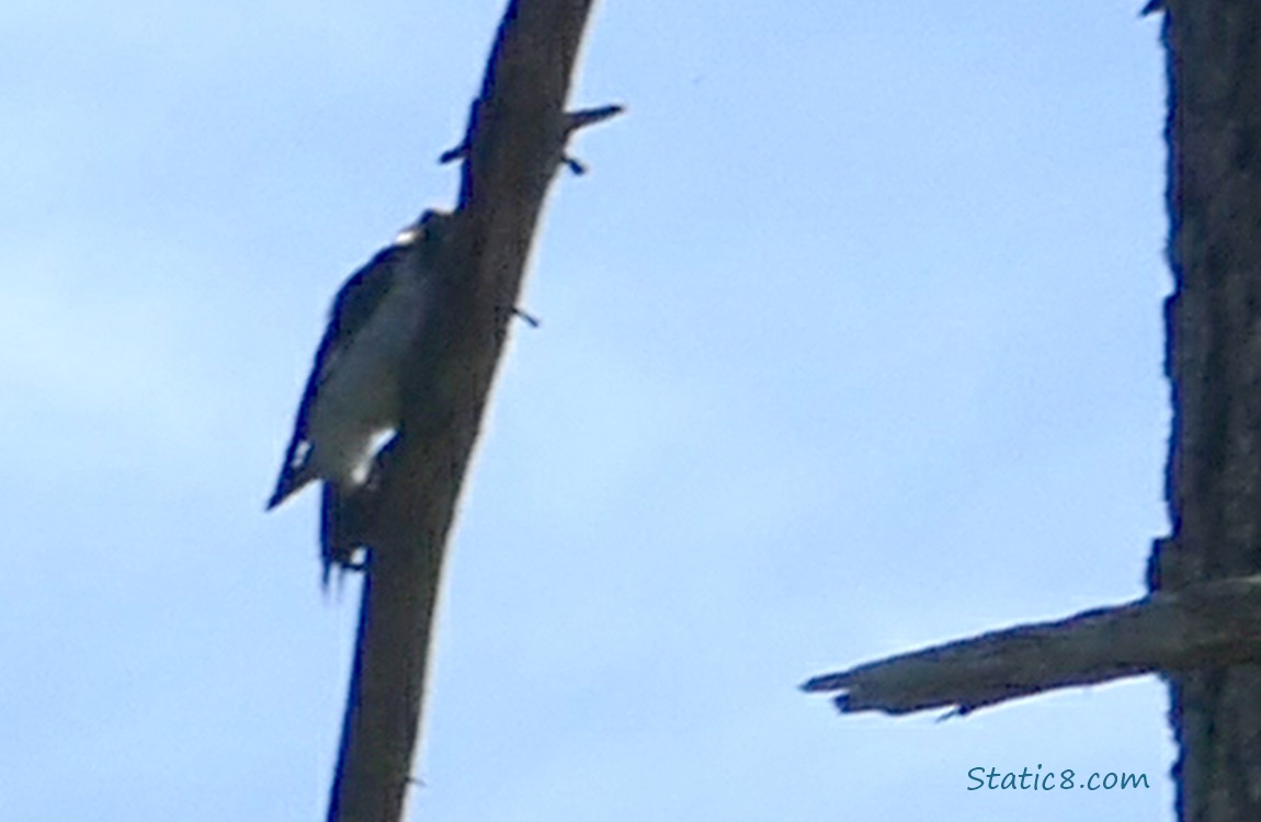 Silhouette of a woodpecker standing on the side of a dead branch