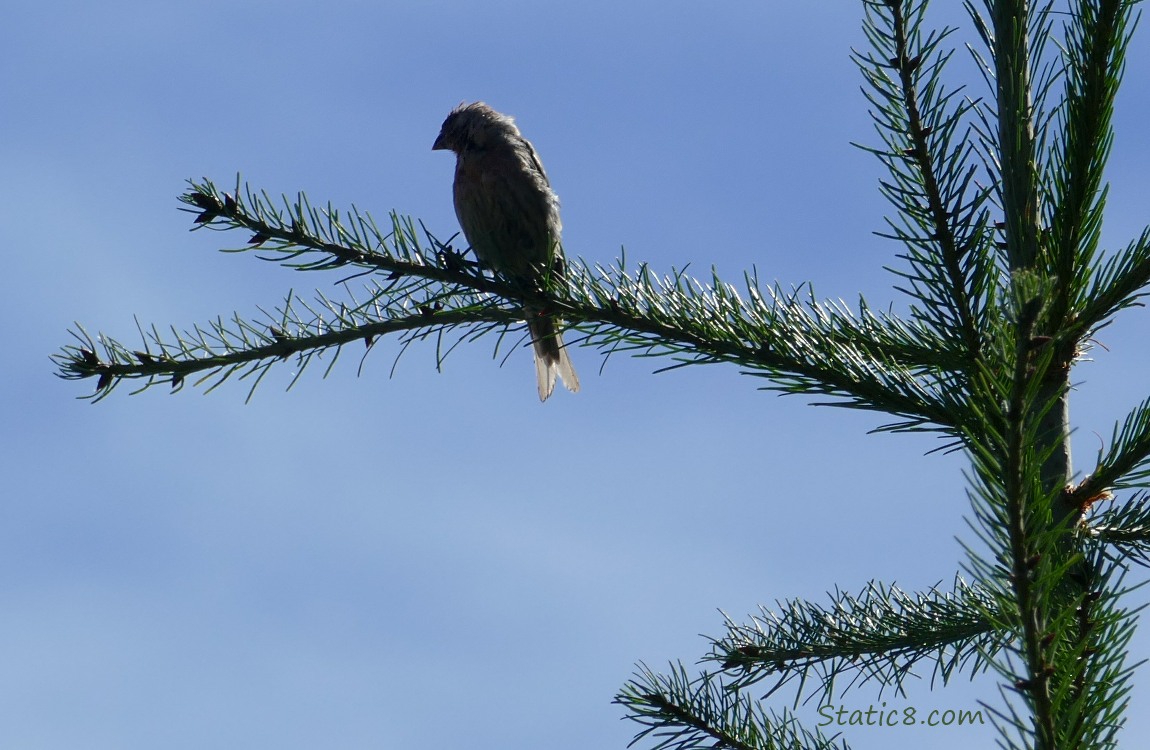 Silhouette of a House Finch standng on a spruce branch