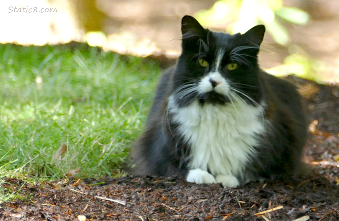 Black and white tuxedo cat crouching at the edge of a lawn