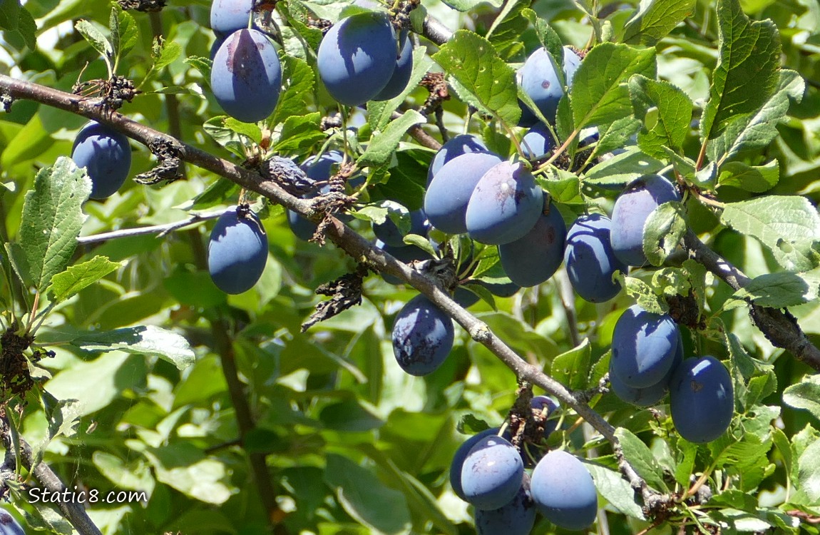 Blue plums ripening in the tree