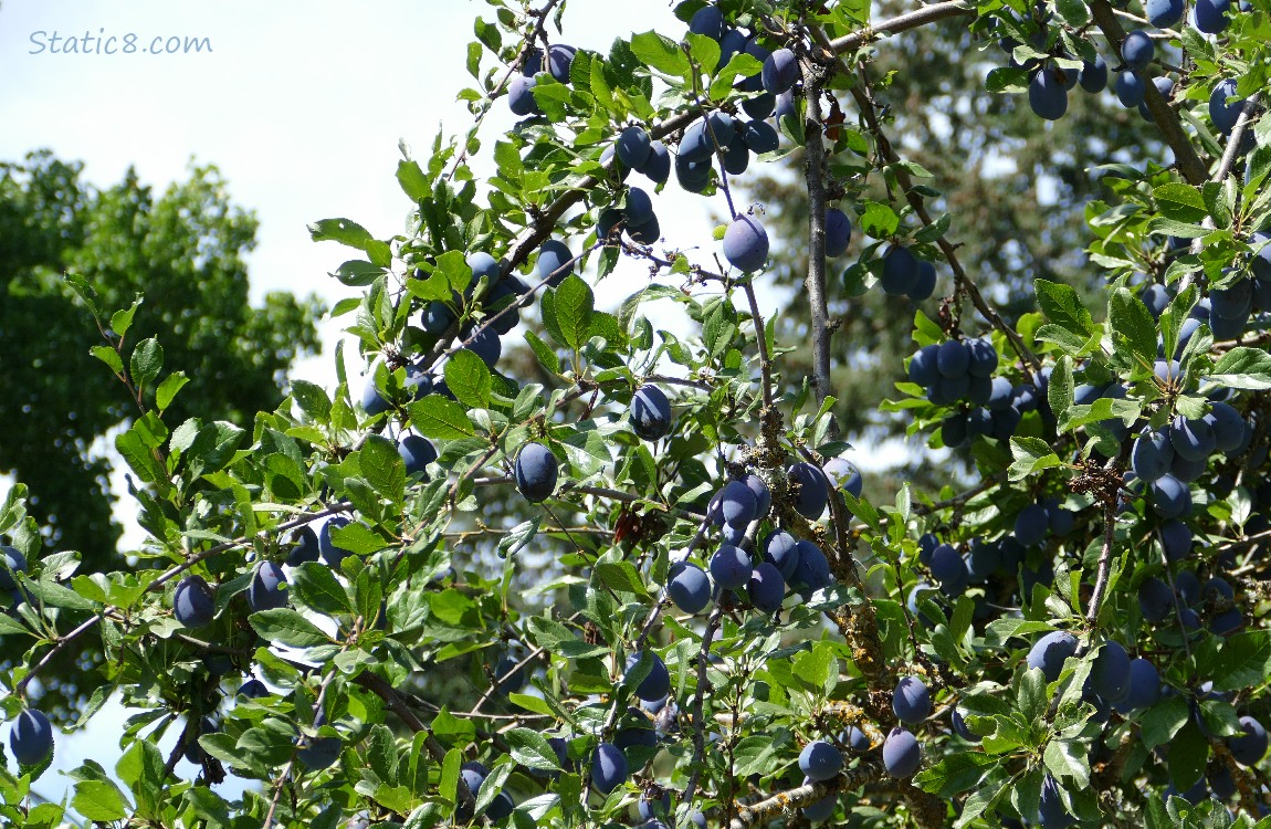 Blue plums hanging from a tree