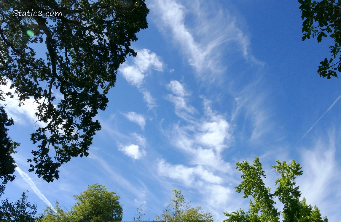 Blue sky with cirrus clouds past the silhouette of oak trees