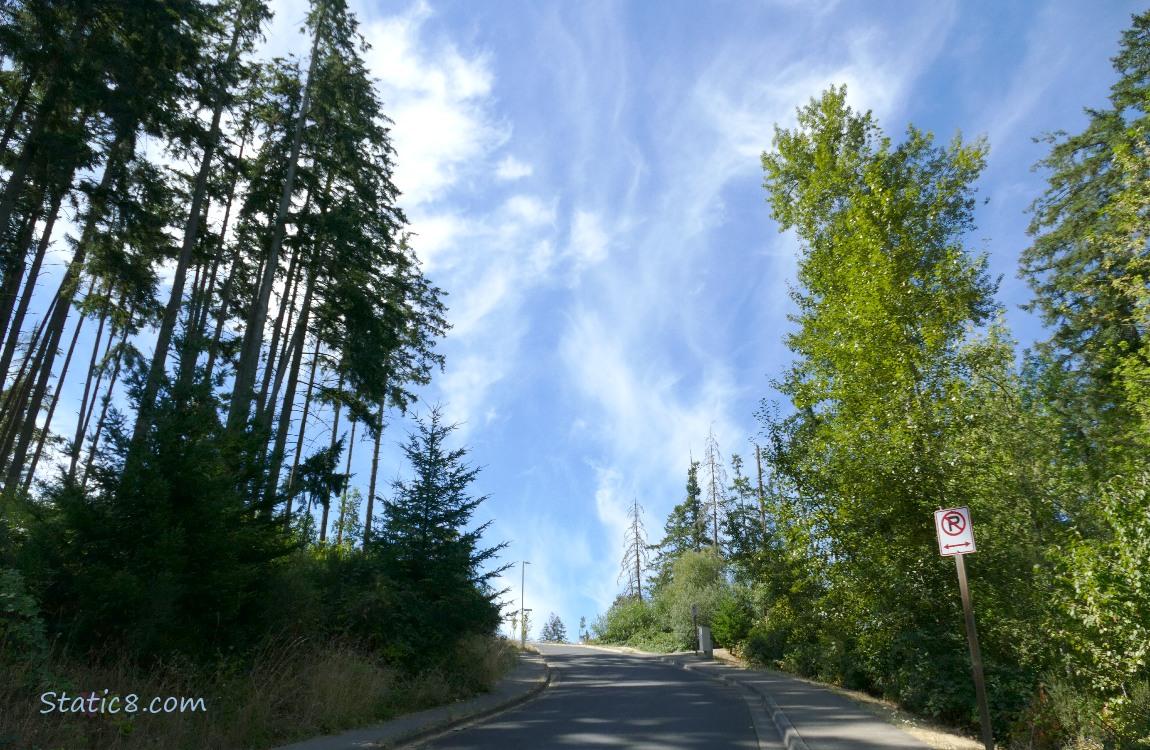 Blue sky with cirrus clouds and the Silhouette of pine trees