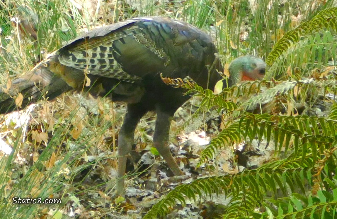 Young wild turkey walking thru the grass