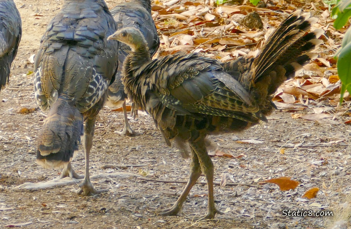 Young turkey lifting his tail feathers