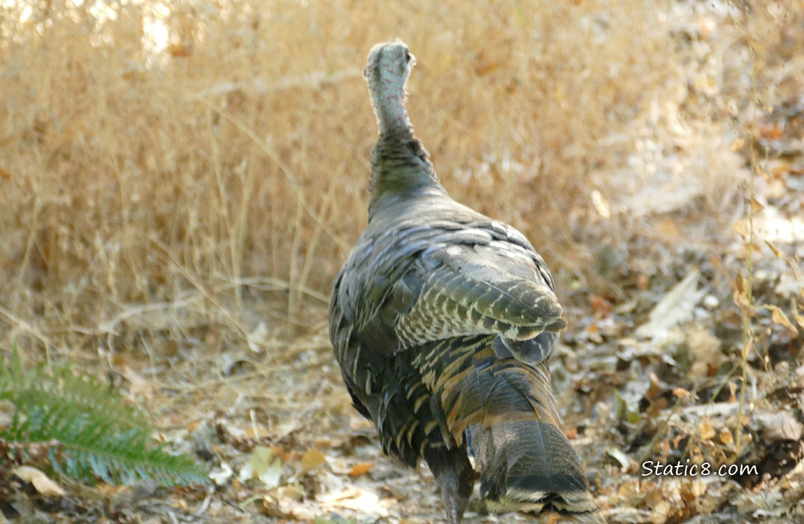 A wild turkey walking away towards tall grass