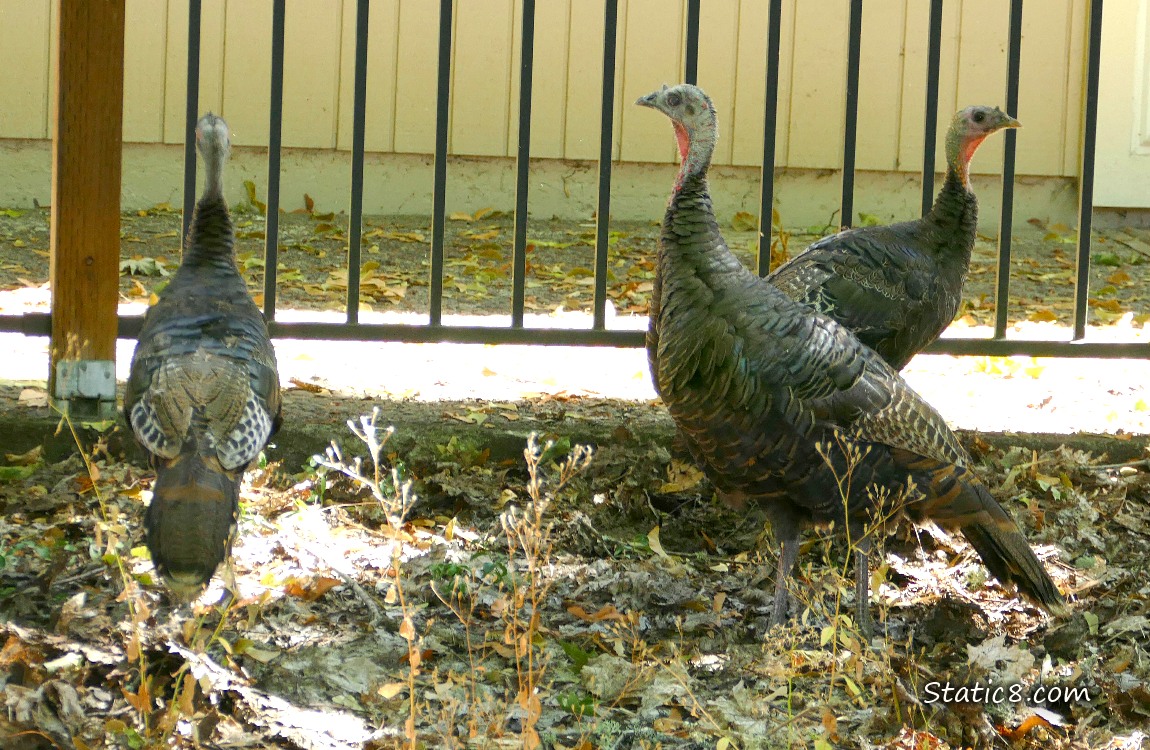 Three wild turkeys standing in front of a metal fence