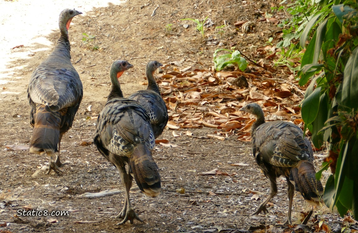 Wild Turkey Mama with three younger kids