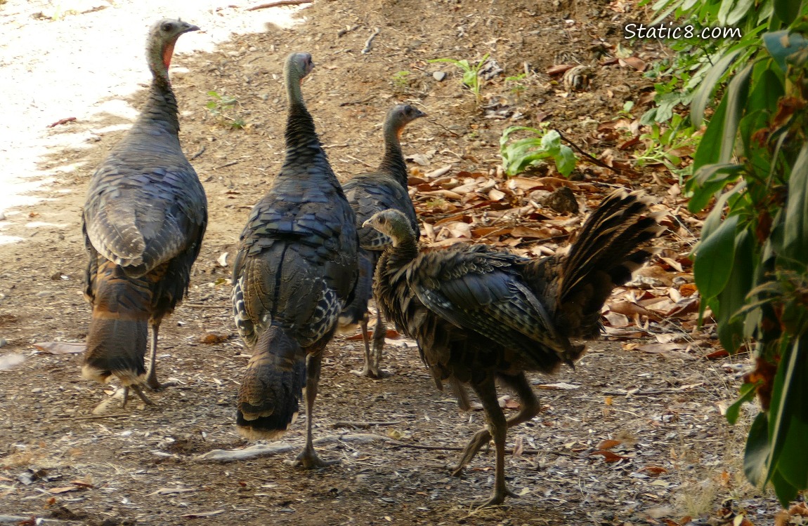 Wild turkeys walking on the ground