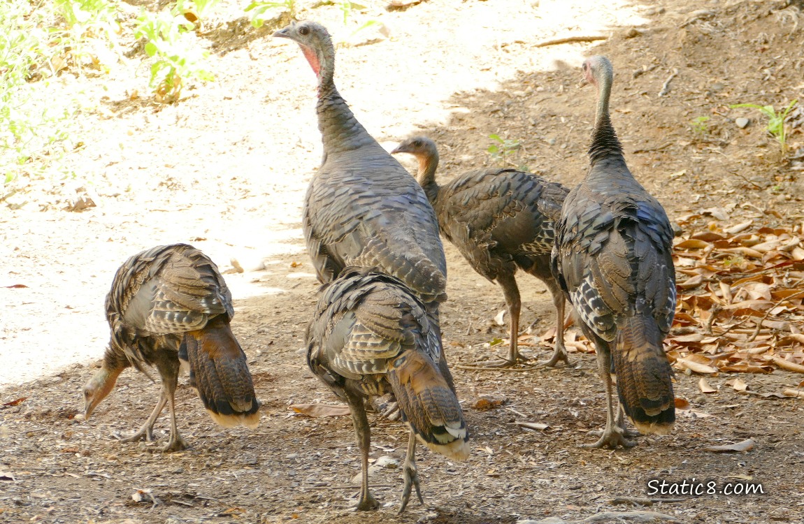 Wild turkey mama walking with four kids following her