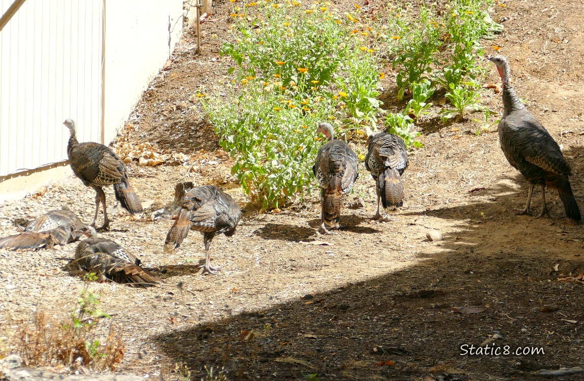 Seven wild turkeys, some laying on the ground while Mama guards
