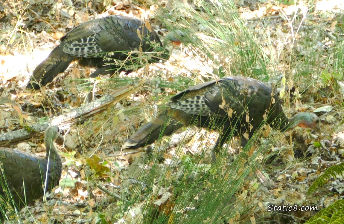 Three young wild turkeys walking thru the tall grass
