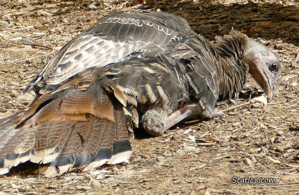 Young wild Turkey sitting on the ground
