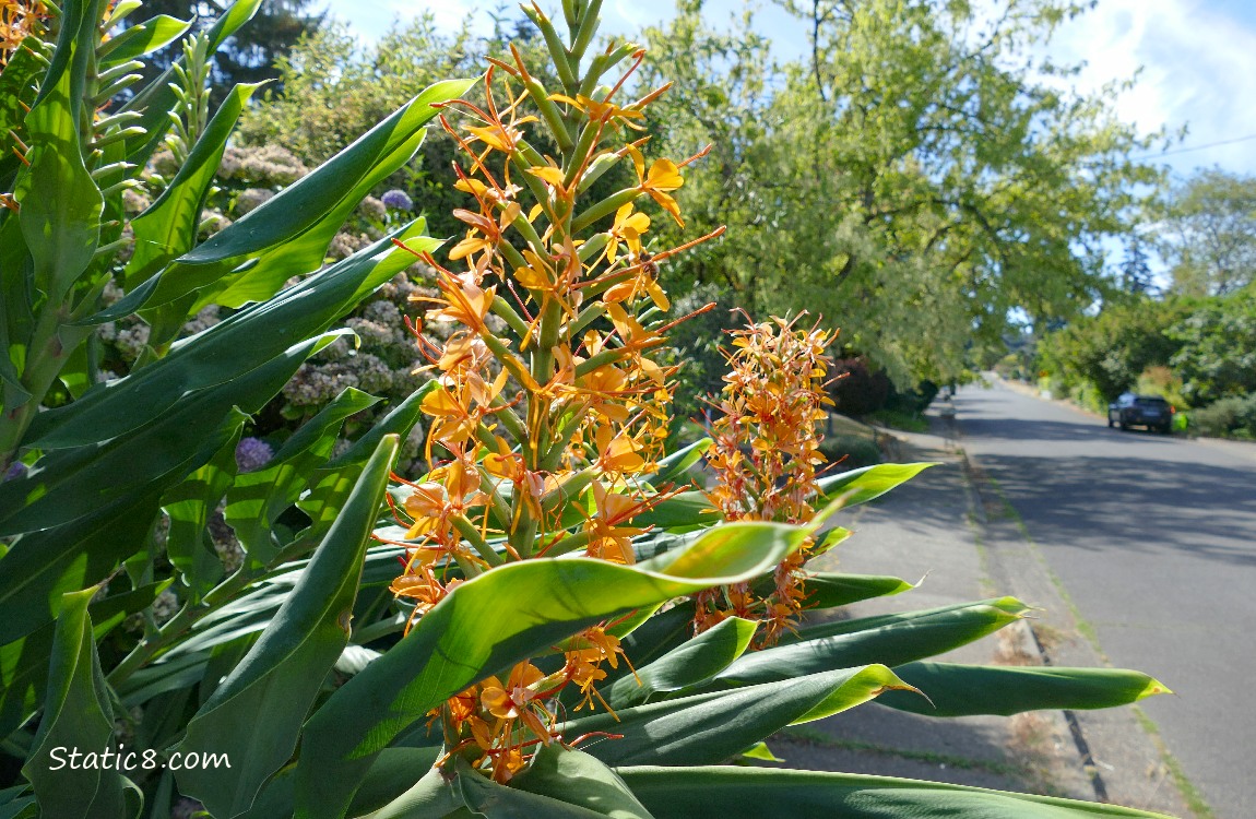 Orange flower spikes and green leaves next to a sidewalk and street