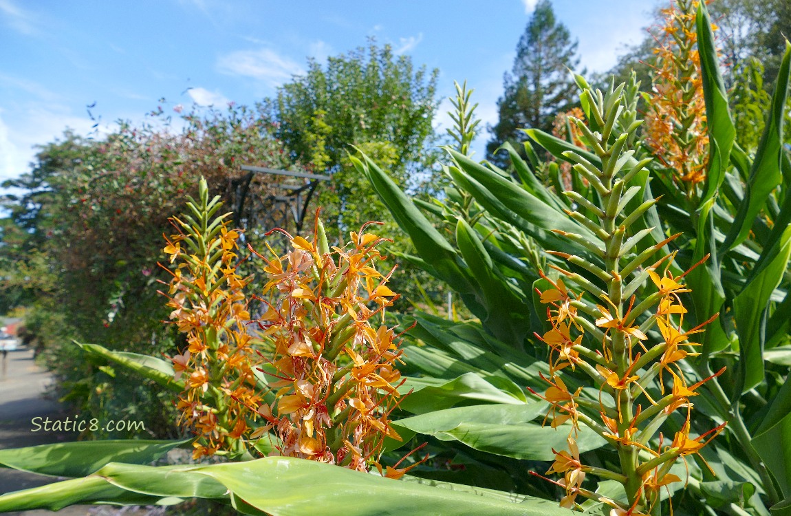 Orange flower spikes and green leaves next to a sidewalk and street
