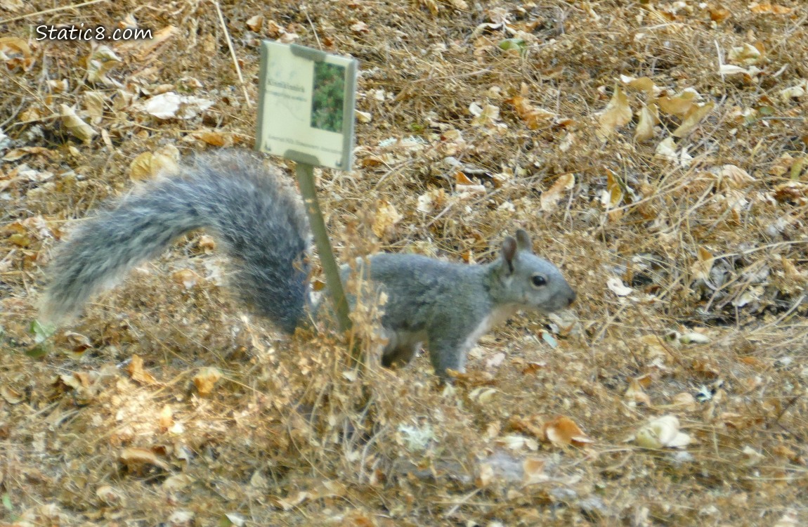 Western Grey Squirrel walking past a plant ID sign