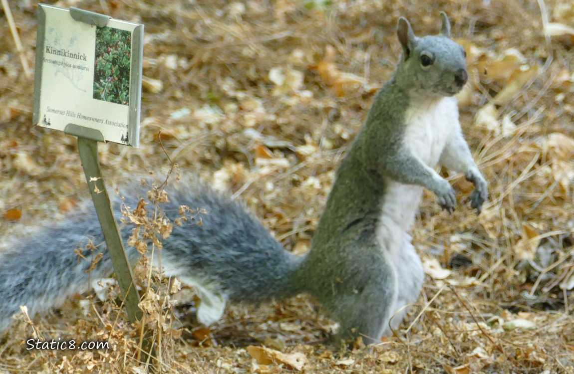 Western Grey Squirrel standing next to a plant identification sign